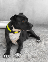 Photo of a beautiful black staff. Staffordshire Terrier.
Playful, funny dog.
Black and white kind staffordshire terrier.