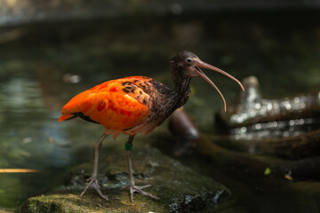 Exotic bird of yacro red color with a long thin beak close-up on a sunny day.