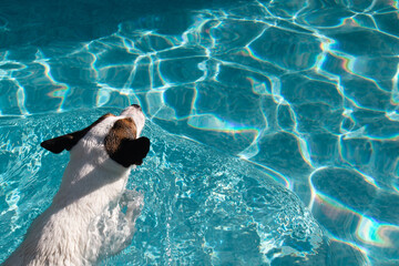 High angle view of dog swimming in pool on a sunny day photographed from above