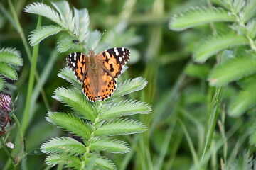 butterfly on flower, Kilkenny, Ireland