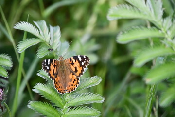 butterfly on flower, Kilkenny, Ireland