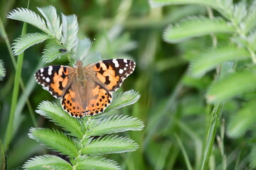 butterfly on flower, Kilkenny, Ireland