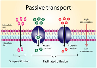 Passive Transport. Simple diffusion through the lipid by layer and Facilitated Diffusion through a specific or non specific transporter. Vector illustration.  - obrazy, fototapety, plakaty