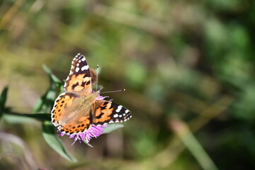 butterfly on flower, Kilkenny, Ireland