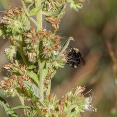 Detail of Bumble Bee Landing on Scorpionweed