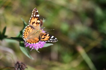 butterfly on flower, Kilkenny, Ireland