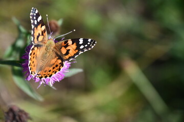 butterfly on flower, Kilkenny, Ireland