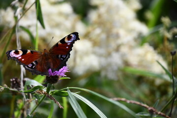 butterfly on flower, Kilkenny, Ireland