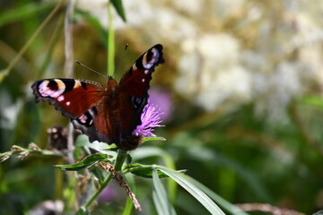 butterfly on flower, Kilkenny, Ireland