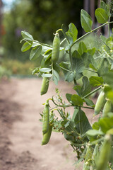 Green peas in pods grow in the garden. Growing vegetables, background
