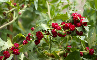 Strawberry spinach is a salad with small red berries similar to strawberries. Growing strawberry spinach in the garden