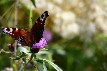 butterfly on flower, Kilkenny, Ireland