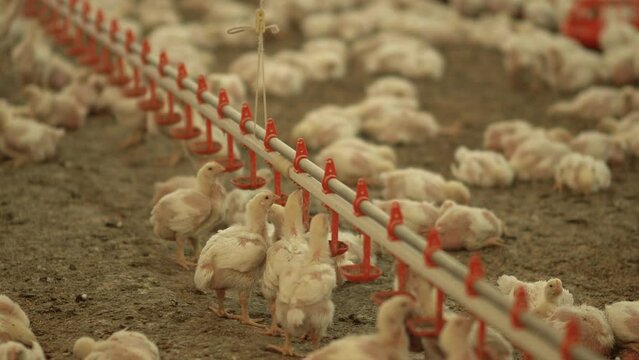 Modern broiler rearing. Chicken coop.
Hundreds of chickens are fed together.
