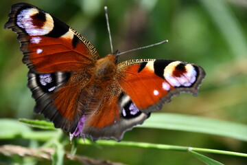 butterfly on flower, Kilkenny, Ireland