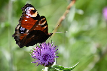 butterfly on flower, Kilkenny, Ireland