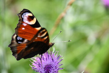 butterfly on flower, Kilkenny, Ireland