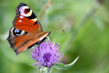 butterfly on flower, Kilkenny, Ireland
