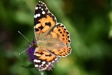 Obraz premium butterfly on flower, Kilkenny, Ireland
