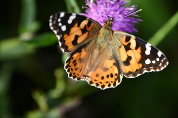 butterfly on flower, Kilkenny, Ireland