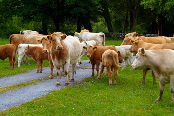 Cows and calves in white and brown on a forest road