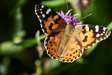 Fototapeta na wymiar butterfly on flower, Kilkenny, Ireland
