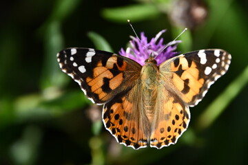 butterfly on flower, Kilkenny, Ireland