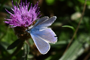 butterfly on flower, Kilkenny, Ireland