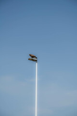Aguila vigilando sobre cielo azul 