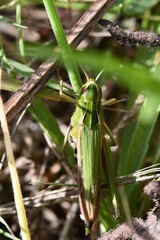 close up of a grasshopper, Kilkenny, Ireland