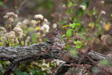 White Throated Sparrow