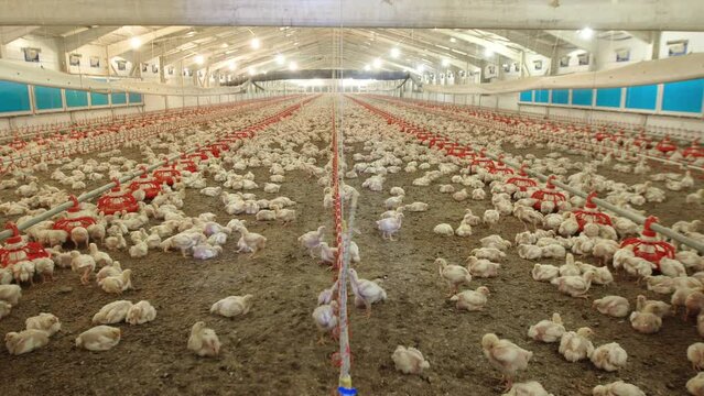 Fattening poultry.
Raising poultry poultry. Meat production.
