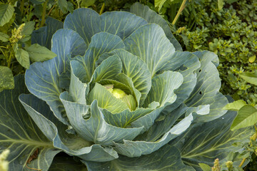 Green young cabbage plant. Plant in the ground.