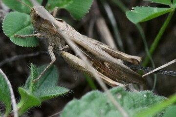 close up of a grasshopper, Kilkenny, Ireland