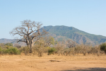 Fototapeta na wymiar View of Lower Zambezi National Park, Zambia