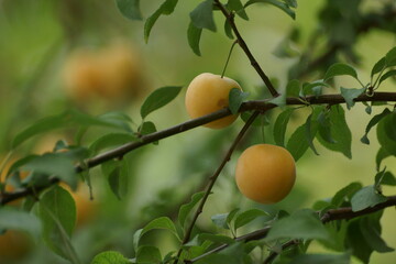 Cherry plum on the branches