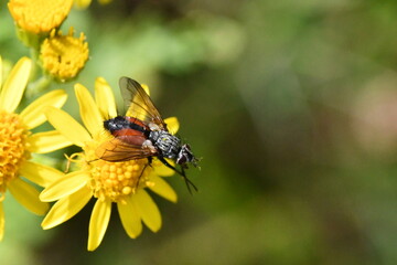 fly on yellow flower, Kilkenny, ireland