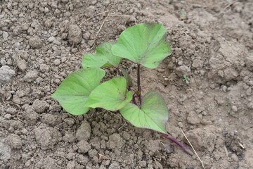 サツマイモ栽培・家庭菜園