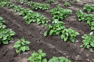 サツマイモ栽培・家庭菜園