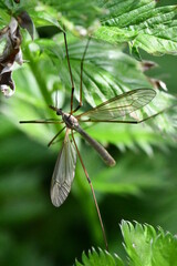 Cranefly, Tipula paludosa, Giant mosquito, Kilkenny, ireland