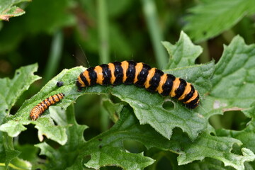 caterpillar on a leaf, Kilkenny, Ireland