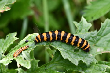 caterpillar on a leaf, Kilkenny, Ireland
