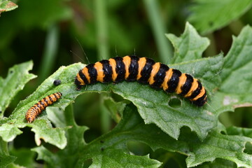 caterpillar on a leaf, Kilkenny, Ireland