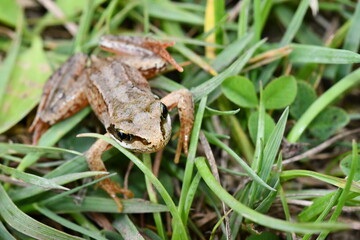 frog in the grass, Kilkenny, Ireland