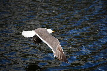 seagull, gull, Kilkenny, Ireland