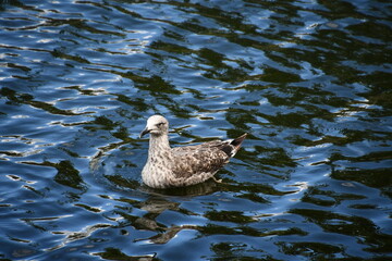 seagull, gull, Kilkenny, Ireland