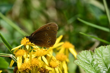 butterfly on flower, Kilkenny, Ireland