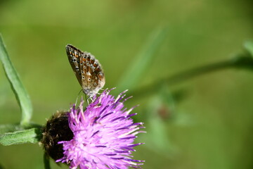 butterfly on flower, Kilkenny, Ireland
