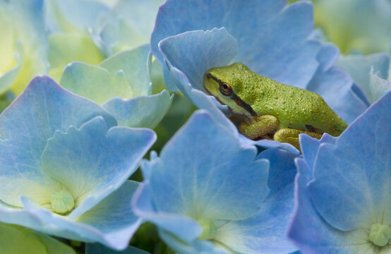 A tiny Pacific chorus frog nestles in petals of a beautiful, blue hydrangea bush in summer
