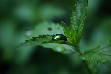 Green shiny insect hovering on green leaf. Macro photo.