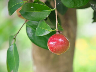 Tokyo,Japan - August 6, 2022: Red fruits of Camellia japonica
